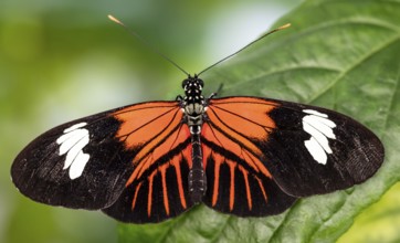 Postman Butterfly