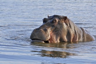 Hippopotamus with its beak open in the Kruger National Park, South Africa