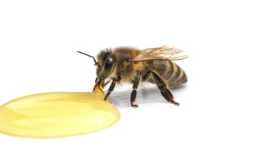 Bee drinks honey on a white background close-up