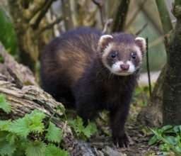 Polecat (Captive)