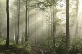 Sunrise in the spring beech forest after rainfall, Bischofskoppe Mountain, June, Poland