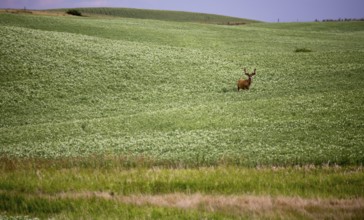 Deer in Pulse Crop Field in Saskatchewan Canada