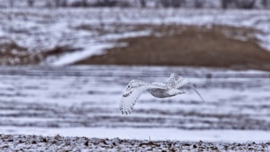Snowy Owl in Flight in Canada winter