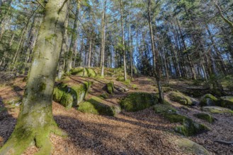 Forest landscape with moss-covered stones and tall trees under a blue sky, Höllbachtal, Upper