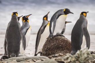 King penguins (Aptenodytes patagonicus), on the beach, Volunteer Point, Falkland Islands, Great