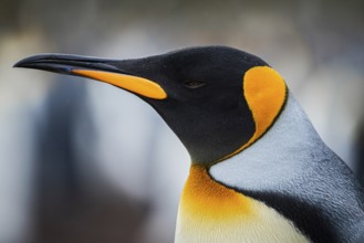 King penguin (Aptenodytes patagonicus), in a colony, Volunteer Point, Falkland Islands, Great