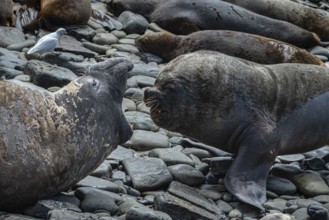 Male Southern elephant seal (Mirounga leonina) and male maned seal, also known as sea lion (Otaria