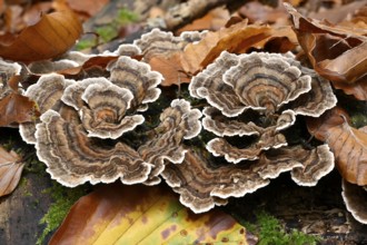 Butterfly Tramete (Trametes versicolor, Coriolus versicolor, Polyporus versicolor)