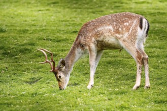 Deer on the Pasture on the Slope of a Hill Obermaiselstein, Germany