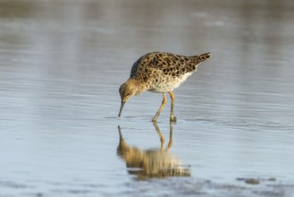 Ruff water bird (Philomachus pugnax) Ruff in water