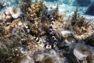 Banded snake eel (Myrichthys Colubrinus) Tropical waters, Marine life