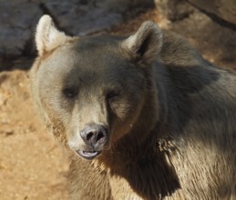 Big Bear posing for visitors in the park - safari in Tel Aviv