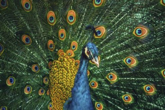 Portrait Of The Peacock During Courtship Display
