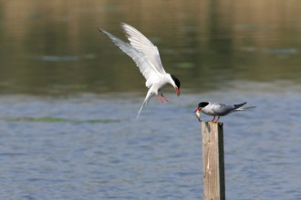 Common Tern, Sterna hirundo, Common tern