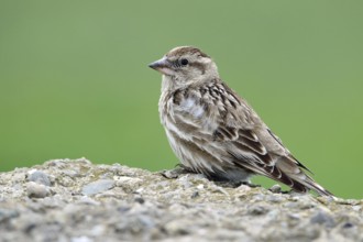 Rock Sparrow, Petronia petronia