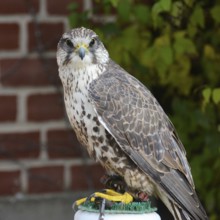 Saker falcon Paula at the Falkenhof Potsdam