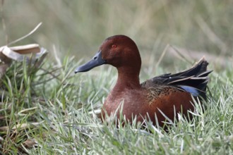 Cinnamon teal, Spatula cyanoptera, Arica, Chile