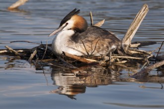 Great crested grebe on the nest