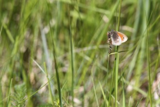 Coenonympha pamphilus, Small Heath, Small heath