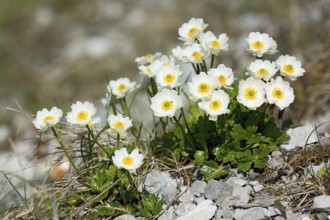 Ranunculus alpestris, Alpine Crowfoot, Alpine Crowfoot