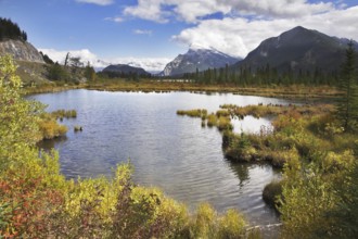 Cold bog and multi-coloured grasses in cold mountains of Canada