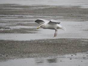 Seagull (Larinae) landing, Brouwersdam, province of South Holland, Netherlands