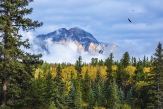 The evergreen forests, yellowed shrubs and distant mountains. Warm autumn day in Jasper Park,