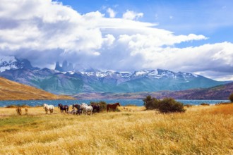 The mountain range is covered with eternal snow. The Torres del Paine park in Chile. Herd of wild