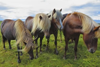 Four Icelandic horses on the shore of the fjord. Beautiful horse light gray suit with white manes
