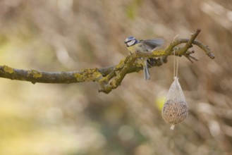 Blue tit eating seeds from a feeder. seasonal bird feeding, Bad Salzschlirf, Hessen, Germany