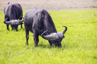 Gorgeous African buffalo graze in the tall grass of the savannah. The trip to the African savannah.