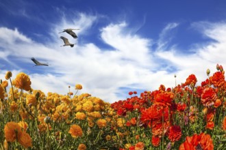Three large birds flying high in the clouds. The concept of eco-tourism and recreation. The