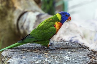 Lori parrot - a small, brightly colored in all colors of the rainbow, woody parrot. Parrot sitting