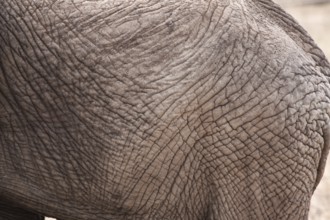 Detail of elephant skin as texture and grey background