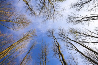 Sky view through the trees of a forest in autumn. Looking up at the trees. Low angle view on the