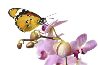 Butterfly on an orchid