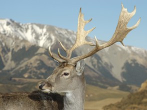 Montage of a fallow deer buck against a mountain background, South Island, New Zealand