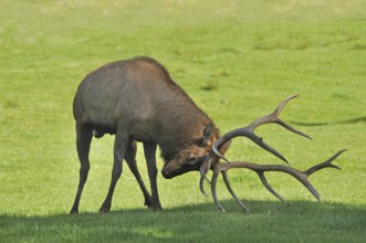 Aggresive red deer stag scraping antler on ground, West Coast, South Island, New Zealand