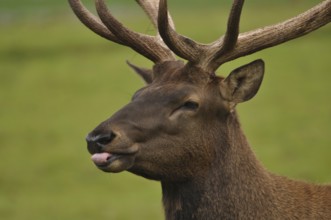 Portrait of red deer stag in hard antler, West Coast, South Island, New Zealand