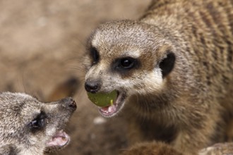 Meerkat