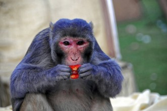 Near Agra, Uttar Pradesh, India, Asia, Monkey holding a red fruit in his hands and eating,