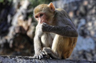 Rhesus monkey (Macaca mulatta) in the Galta Gorge, A pensive monkey sits on a stone and appears