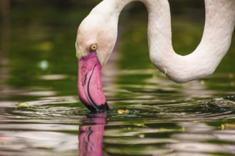 Rosaflamingo (Phoenicopterus roseus)