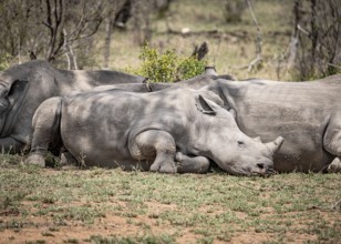Group of White Rhinoceros (Ceratotherium Simum) in Kruger National Park, South Africa