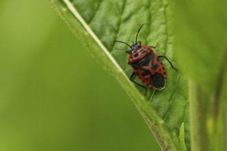 Eurydema ornata (Eurydema ornata)