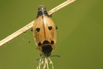 Four-spotted caterpillar moth (Dendroxena quadrimaculata)
