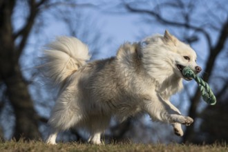 Retrieving in the forest