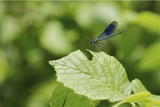 Banded demoiselle (Calopteryx splendens)