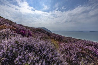 Purple flowering heather with heather (Erica) on the coast with mountains in the background on the
