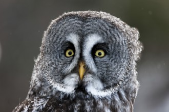 A captive great grey owl (Strix nebulosa) sits on a perch at a bird of prey sanctuary during winter